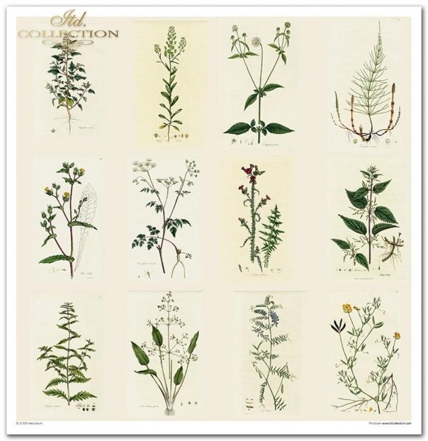 Zestaw papierów do scrapbookingu - Herbarium